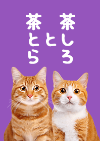茶とら と 茶しろ - パープル