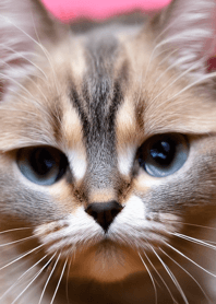 Cats Run Wild #CIWN03