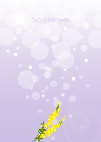 March's birth flower,Scotchbroom.
