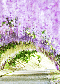 Healing Wisteria tunnel from Japan