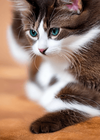 Nyanko runaway#bwvu117.