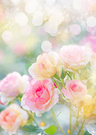 Beautiful rose flower(R2769)