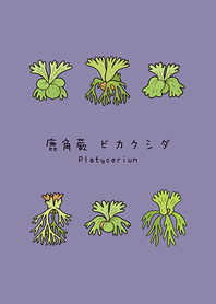 私のシダ(モランディ紫）