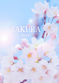 Sakura-Haru- 5