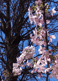Sakura of spring4