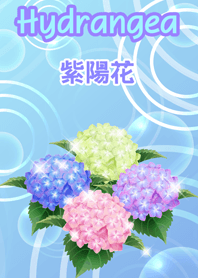 Hydrangea in the rain