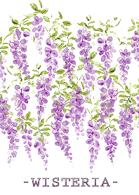 -Wisteria-