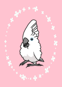 White cockatoo (pink)
