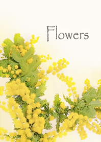 優しさに包まれるミモザの花・1