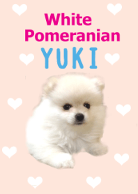White Pomeranian -YUKI-