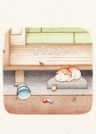 縁側の まるしばさん。