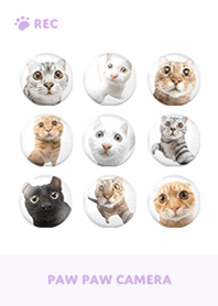 Paw Paw Camera - Purple 04