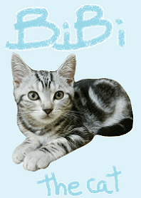 BiBi the cat(American short hair)