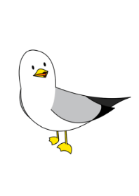 Black-tailed Gull 5 JPN