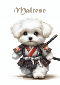 Maltese warrior-Toby puppy