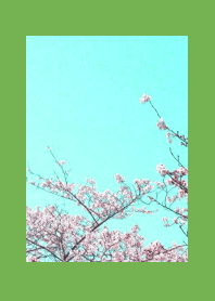 CHERRY BLOSSOMS & BLUE SKY/GREEN/YELLOW