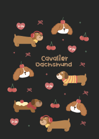Cavalier & Dachshund : Black