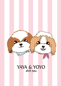 Shih Tzu Couple YaYa & YoYo