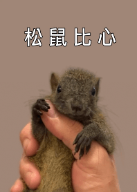 松鼠比心