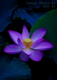 Lotus Photo #9-11 NotAI