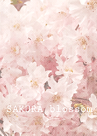 SAKURA blossom