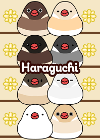 Haraguchi Round and cute Java sparrow