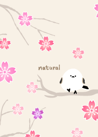 Long-tailed Tit cherry blossoms13 Japan