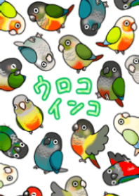 ウロコインコの着せかえ