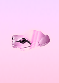 Thankful red gold frog