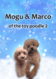 Mogu & Marco of toy poodle 2 (Real)