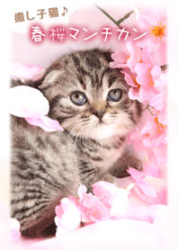 Cute cat Spring cherry Munchkin