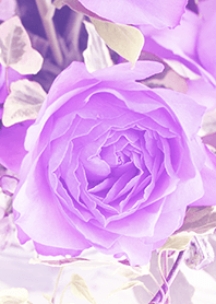 one rose -purple-