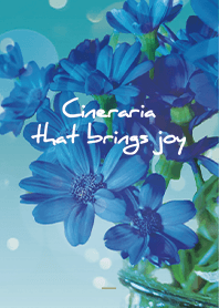Blue : Cineraria that brings joy