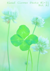 4leaf Clover Photo#1-31Not AI