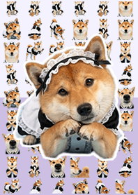 Maid's Shiba Inu Lilac