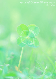 4-leaf clover Photo #7-1 Not AI
