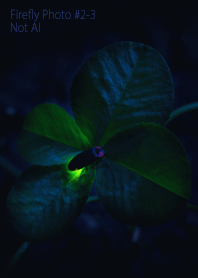 Firefly Photo #2-3Not AI