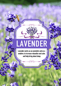 北海道　富良野のラベンダーと蜂