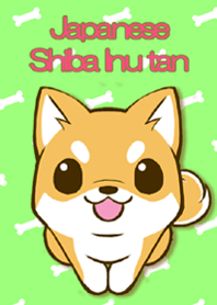 Japanese Shiba Inu tan