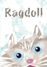 布偶貓鯨去玩耍