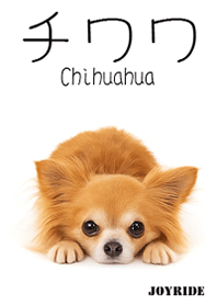 Chihuahua : 1_2