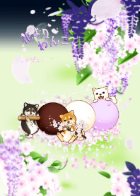 花よりわんこ19（柴犬、藤、夜桜、団子）