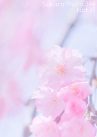 Sakura Photo 384 Not AI