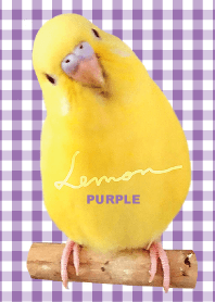 budgerigar Lemon "Checked Purple"