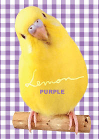 セキセイインコ レモン "チェックパープル"
