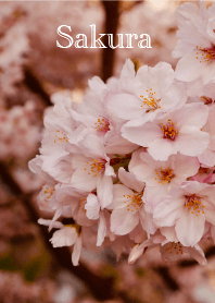 Sakura(Photo Onomichi)