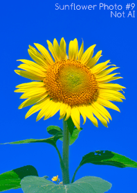Sunflower Photo #9-1 NotAI