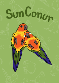 Sun Conure Parrot