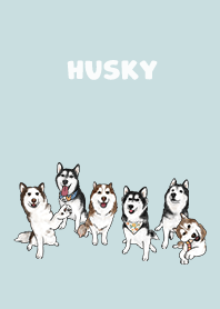 husky1 / light blue