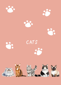 Fluffy cat on pink & blue